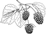 Dewberries are trailing blackberries. The bartel variety grows wild from New York to Kansas and southwest.
