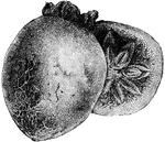 Pictured is a persimmon of the diospyros kaki variety. The fruit is one and a half to three inches across. It resembles a tomato. The fruit is orange or reddish.