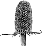 Fuller's teasel is the common name of dipascus fullonum. The plants are prickly or rough-hairy. The flowers are small and grow in dense heads. The flowers are blue or lilac.