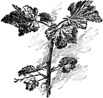 Illustrated is currant foliage attacked by the leaf-spot fungus.