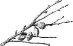 Illustrated is a dead peach branch. The branch is dead due to the effects of the monilia funugs.
