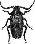 Illustrated is a beetle, showing different parts.