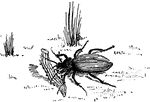 The ground beetle is one of the most common predatory insects.