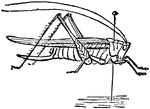 Illustrated is a mounted grasshopper.