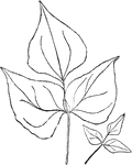 The dolichos leaves are broadly egg shaped. They are rounded below and pointed at the top. The leaves are often crinkly.