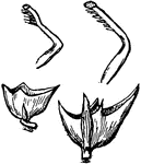 Illustrated are calyx cups and styles of dolichos, (1) dolichos lignosus, and (2) dolichos lablab.