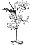 Dracunculus vulgaris has a sheath of livid, spotted leaves. The flower is purple.