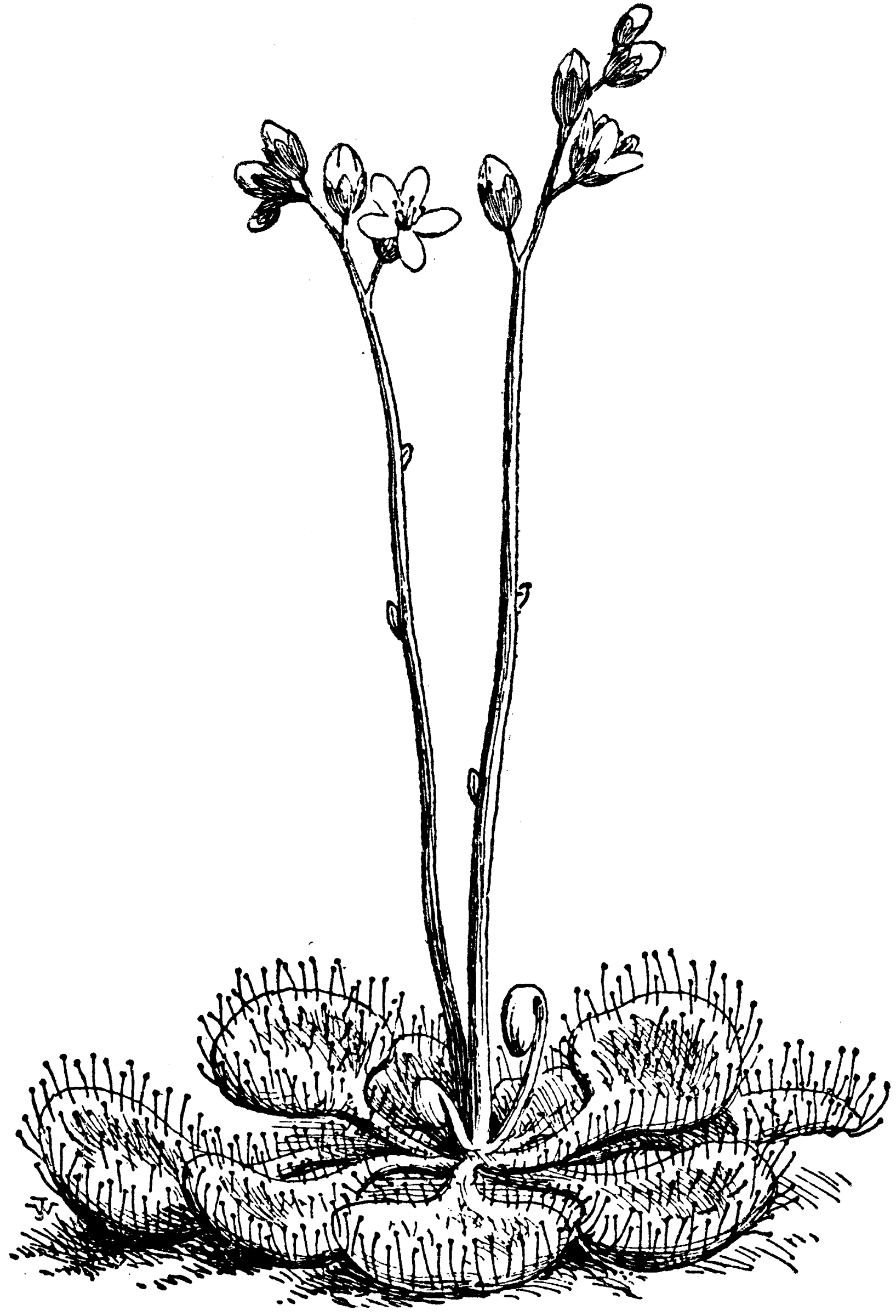 Drosera Rotundifolia | ClipArt ETC