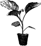Illustrated is a pot grown plant of eggplant ready for setting in the field.