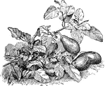Illustrated are sprays of early dwarf purple eggplant.