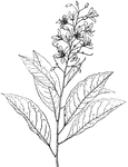 The elliottia racemosa shrub grows four to ten feet tall. It is native to the wet, sandy woods of South Carolina and Georgia.