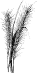 The common names of elymus canadensis are Canada lyme grass and terrel grass. It grows two to five feet tall. It is common in low thickets and along streams in rich, open woods.