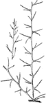 Illustrated is a spiny twig of a young seedling of eremocitrus glauca.