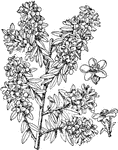 Escallonia langleyensis is a hybrid of E. macrantha and E. virgata. It is a graceful shrub.