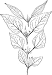 Illustrated are leaves of glasshouse eupatoriums. The varieties included are (a) E. riparium, (b) E. vernale, (c) E. glandulosum, and (d) E. glabratum.