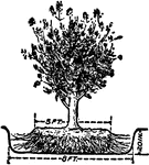 Illustrated is an example of where to dig to remove an evergreen.