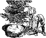 Illustrated are two men digging up an evergreen.