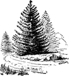 Norway spruce is the common name of picea excelsa. It is one of the most popular coniferous evergreens.