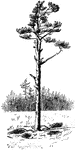 Pictured is a picturesque field pine, a remnant of a forest.
