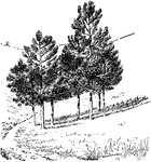 Illustrated are young trees of pinus ponderosa. It is a useful tree in the Rocky Mountain region.