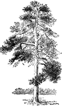 Illustrated is a mature field tree of pinus ponderosa.