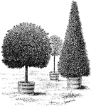 Sweet bay is the common name of laurus nobilis. The leaves are stiff, dull green, and alternate. The tree sometimes obtains a height of forty to sixty feet. Pictured are trees in tubs.
