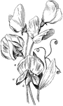 Illustrated are flowers of sweet pea, showing the structure of a leguminous flower. Banner, standard or vexillum at (s), wings at (w), and keel at (k).