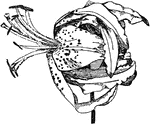 Illustrated is a form of lily. It is one of the Archelirion kinds, lilium speciosum.