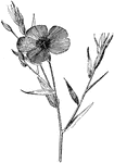 Flowering flax is the common name of linum grandiflorum. It is native to North Africa. The plant grows one to two feet tall.