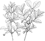 Lonicera gracilipes grows six feet tall. The flowers are pink, rarely white. The flowers bloom in April and May.