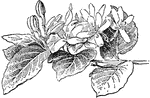 The lonicera tatarica shrub grows ten feet tall. The flowers are pink, crimson, or white. The flowers bloom in May and June.