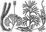 Illustrated are species of lycopodium. (1) L. lucidulum, (2) L. complanatum, (3) L. obscurum, and (4) L. clavatum.