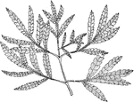 Lyonothamnus floribundus asplenifolius has fern like foliage. It is sometimes tree like, growing to seventy five feet.