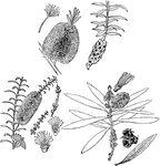 Illustrated are parts of different species of melaleuca; (1) M. hypericifolia, (2) M. decussata, and (3) M. leucadendron.