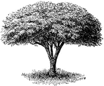 Umbrella tree is the common name of <i>melia azedarach umbraculiformis</i>. The branches are erect and radiate from the trunk. The drooping foliage gives the tree the appearance of a giant umbrella.