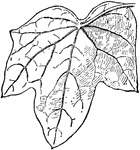 Illustrated is the leaf of the common moonseed,  <i>menispermum canadense</i>. The leaves vary in shape. Some are round/oval, others are heart shaped.