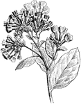 Virginian cowslip and bluebells are the common names of <i>mertensia virginica</i>. The flowers are usually drooping more than the image indicates.