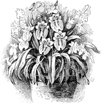 <i>Miltonia vexillaria</i> is native to the western slopes of the Andes and Colombia. The flowers are flat, about four inches long, and possess a rose hue.
