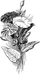Four o' clock and "Marvel of Peru" are the common names of <i>mirabilis jalapa</i>. The flowers grow in clusters amongst the leaves. The flowers are white and shades of red and yellow.