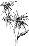 Oswego tea, bee balm, and fragrant balm are the common names of <i>monarda didyma</i>. The stems are angled. The leaves are thin, oval, and tapered.