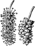 The left image is a staminate catkin of Russian mulberry. The right image is a pistilate catkin.