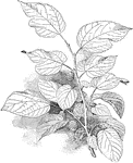 White mulberry is the common name of <i>morus alba</i>. The leaves are light green, small, and smooth. The fruit is narrow, white or violet, and one to two inches long.