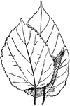 Illustrated are the leaves of <i>morus alba</i> (b) and <i>morus multicaulis</i> (a). Both are varieties of mulberry.