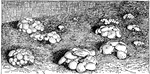 Illustrated are mushrooms growing in a cellar. Mushrooms can be grown in cellars that permit the regulation of moisture and temperature.