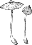 Parasol fungus is the common name of <i>lepiota procera</i>. It is an edible mushroom that grows ten inches tall.