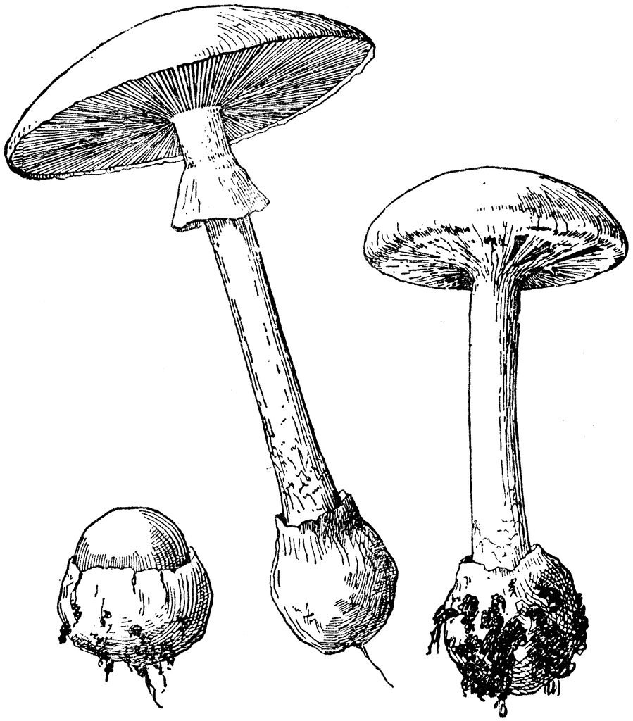 Грибы поганки рисунок