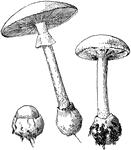 <i>Amanita phalloides</i> is an extremely poisonous mushroom. The upper surface of the cap is grayish, brownish, or greenish. The mushroom grows six inches tall.