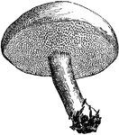 <i>Boletus subtomentosus</i> is not poisonous, but it is of inferior quality for culinary purposes.