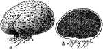 <i>Scleroderma vulgare</i> is black within, tough, and inedible. It resembles some smaller lycoperdon externally.