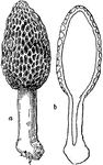 <i>Morchella esculenta</i> is a common mushroom and is found in the central states. They appear after the warm rains of the spring.